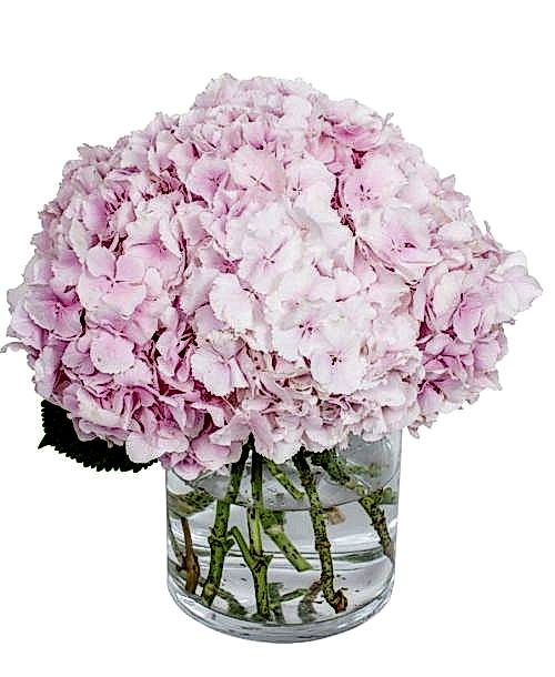 Hydrangea - Verena Light Pink