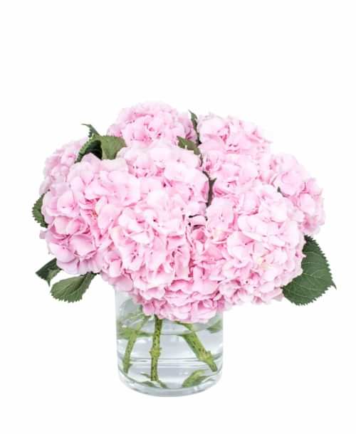 Hydrangea---Verena-Pink-compressor