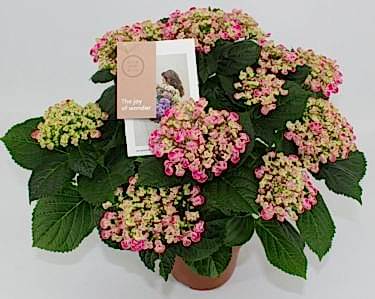 Hydrangea Mac Curly Wurly