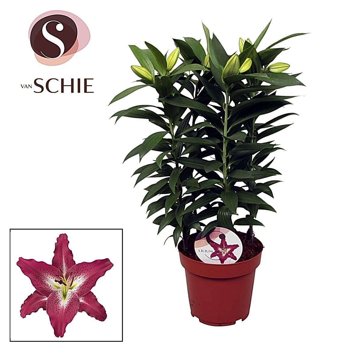 Pink Oriental Lily Plant - Oriental Entertainer